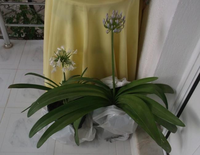 Name:  DSCF9550.jpg
Views: 500
Size:  32.8 KB