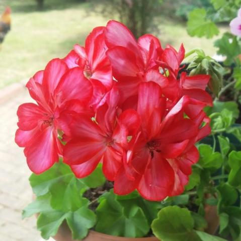 Name:  sardunya 2 (2).jpg
Views: 365
Size:  31.6 KB