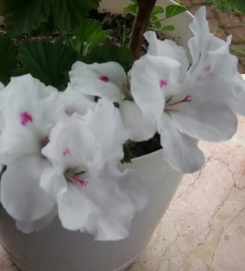 Name:  sardunya beya.jpg
Views: 374
Size:  23.1 KB