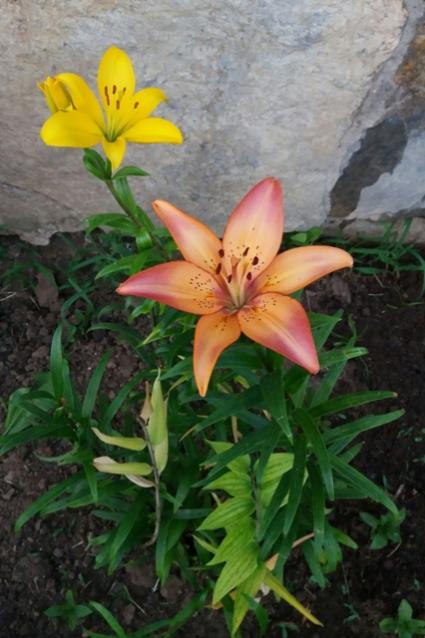 Name:  20160623_203135-1.jpg
Views: 331
Size:  43.2 KB