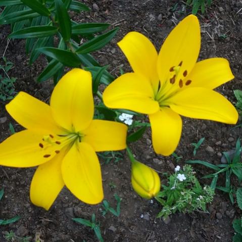 Name:  sar lilyum.jpg
Views: 513
Size:  41.7 KB