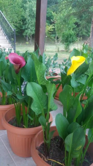 Name:  20160624_055117.jpg
Views: 582
Size:  36.2 KB