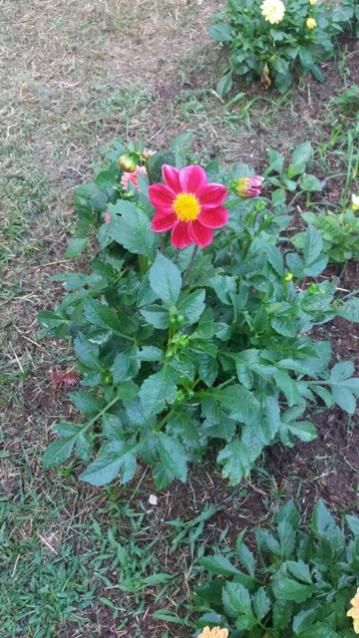Name:  20160624_063150.jpg
Views: 577
Size:  56.3 KB