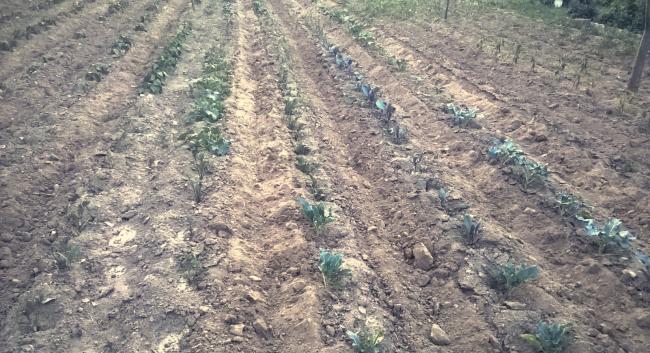 Name:  brokoli 23.06.2016.jpg
Views: 634
Size:  66.7 KB