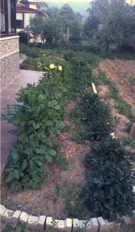 Name:  23.06.2016 -1.jpg
Views: 605
Size:  62.2 KB