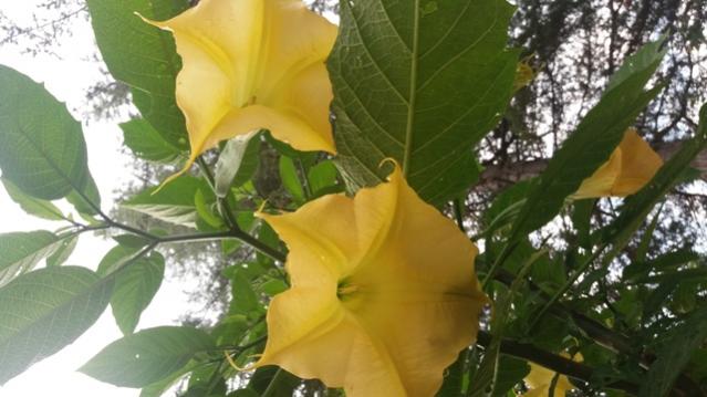 Name:  20160627_072142.jpg
Views: 585
Size:  38.7 KB