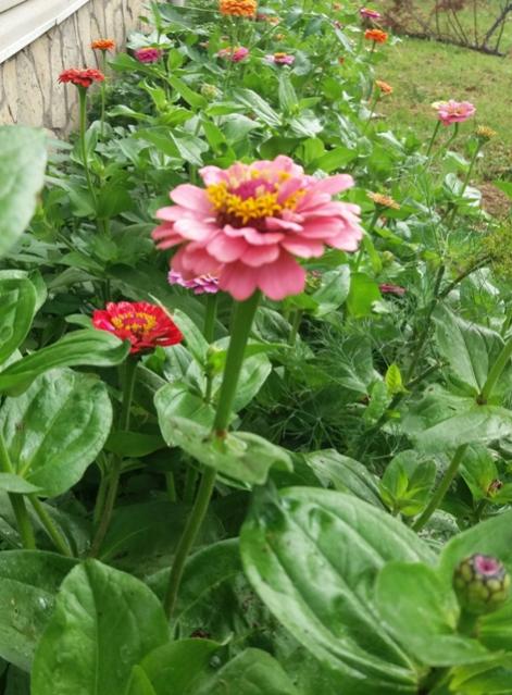 Name:  20160627_072741-1.jpg
Views: 566
Size:  58.9 KB