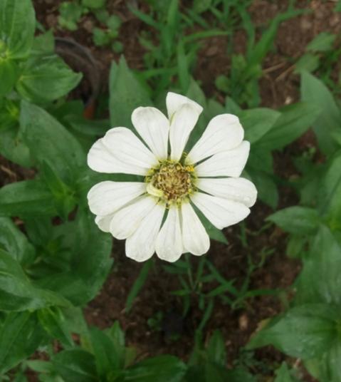 Name:  20160627_072435-1.jpg
Views: 564
Size:  29.0 KB