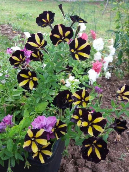 Name:  20160627_072831-1.jpg
Views: 596
Size:  64.2 KB