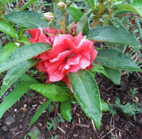 Name:  20160627_073019-1.jpg
Views: 591
Size:  51.9 KB