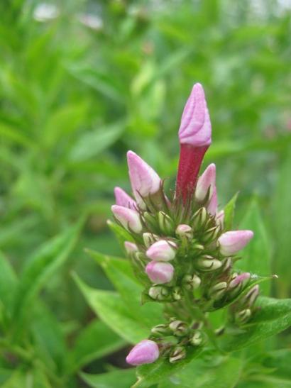 Name:  phlox.jpg
Views: 720
Size:  25.5 KB