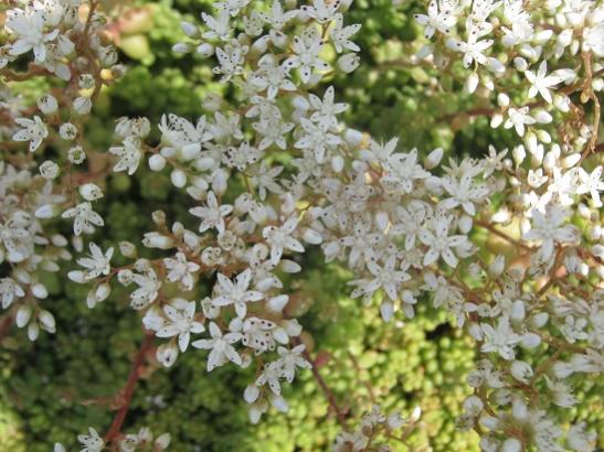 Name:  sedum album.jpg
Views: 756
Size:  51.8 KB