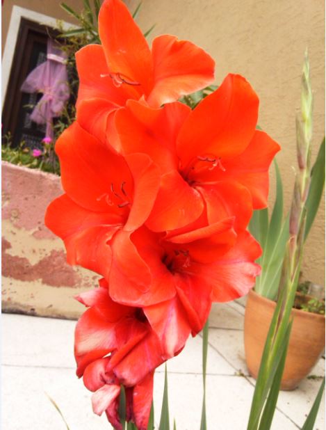 Name:  gl1.JPG
Views: 248
Size:  49.2 KB