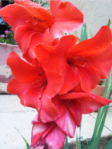 Name:  gl4.JPG
Views: 269
Size:  49.6 KB