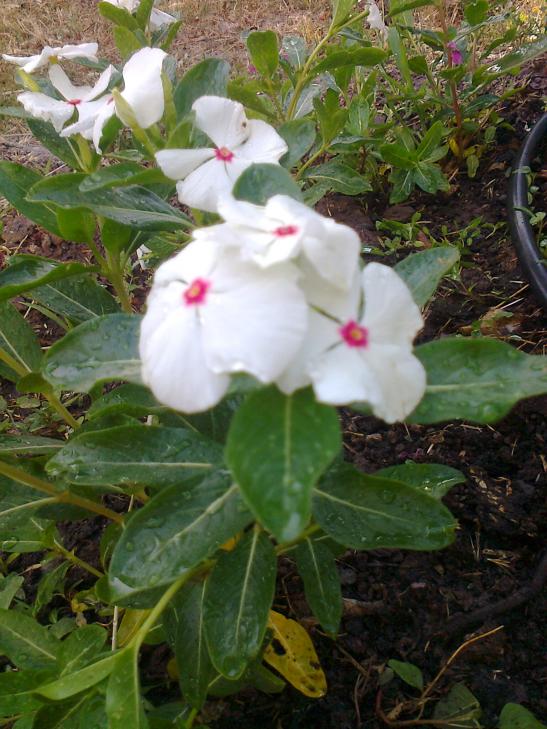 Name:  Fotoraf3970.jpg
Views: 349
Size:  74.5 KB