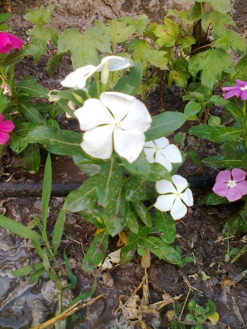 Name:  Fotoraf3962.jpg
Views: 356
Size:  76.5 KB