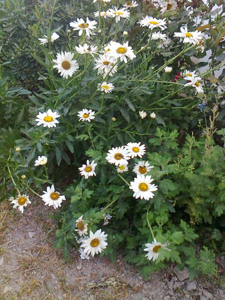 Name:  Fotoraf3994.jpg
Views: 330
Size:  77.7 KB