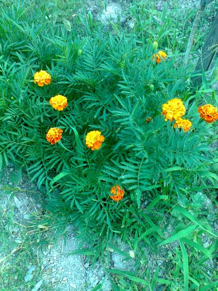 Name:  Fotoraf4063.jpg
Views: 348
Size:  77.0 KB
