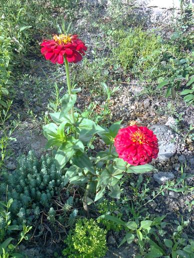 Name:  Fotoraf3967.jpg
Views: 344
Size:  76.2 KB