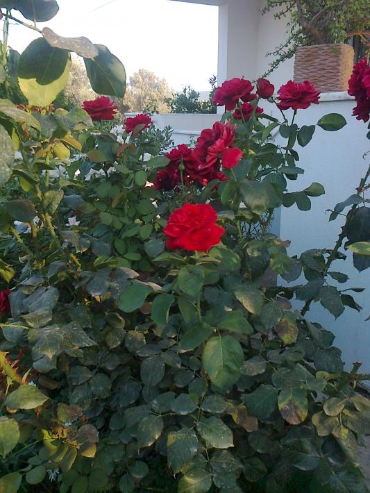 Name:  Fotoraf4062.jpg
Views: 339
Size:  74.5 KB