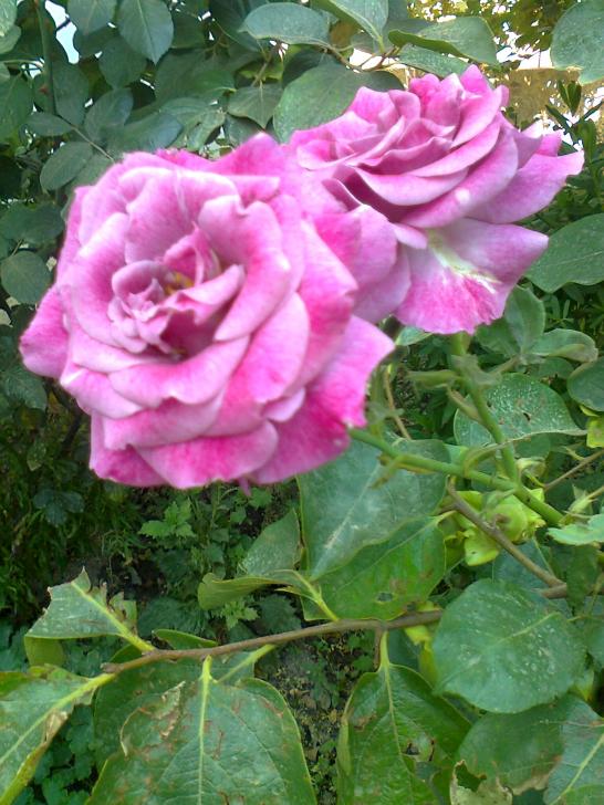 Name:  Fotoraf3990.jpg
Views: 329
Size:  75.1 KB