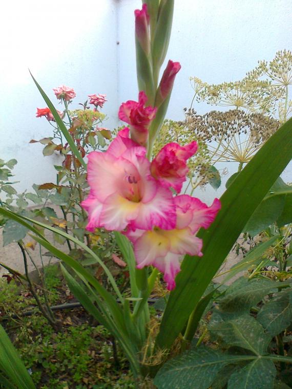 Name:  Fotoraf3999.jpg
Views: 342
Size:  73.0 KB