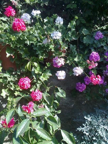 Name:  Fotoraf3979.jpg
Views: 350
Size:  78.9 KB