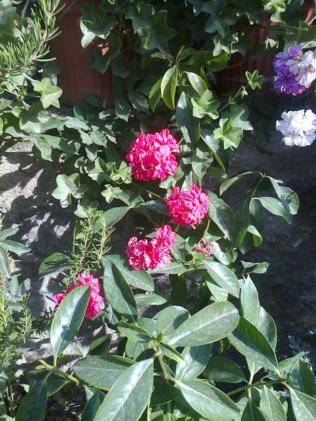 Name:  Fotoraf3978.jpg
Views: 342
Size:  78.8 KB