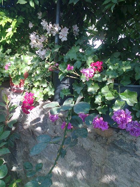 Name:  Fotoraf3981.jpg
Views: 321
Size:  76.7 KB