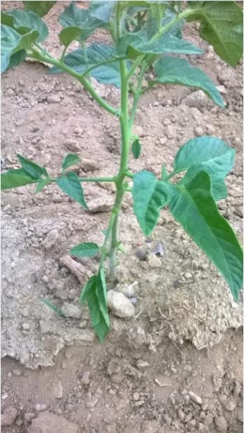 Name:  koltuk alnm domates 27.06.2016.jpg
Views: 579
Size:  47.5 KB