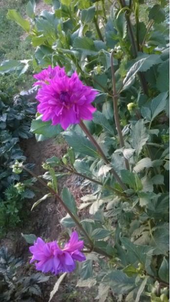Name:  dahliya 29.06.2016.jpg
Views: 540
Size:  44.3 KB