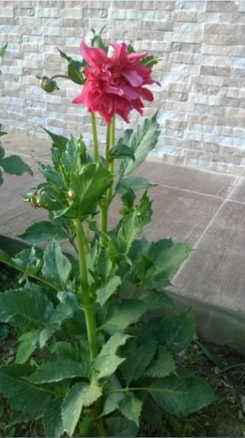 Name:  dahliya 3-29.06.2016.jpg
Views: 570
Size:  37.2 KB