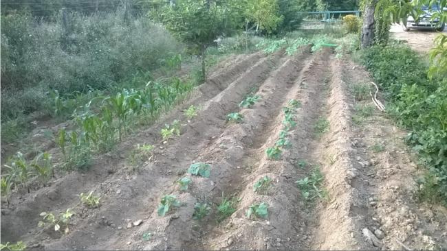 Name:  salatalk msr - 29.06.2016.jpg
Views: 583
Size:  57.8 KB