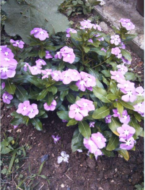 Name:  ro1.jpg
Views: 235
Size:  59.9 KB