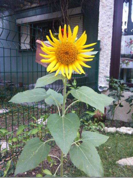 Name:  ro4.JPG
Views: 228
Size:  68.0 KB