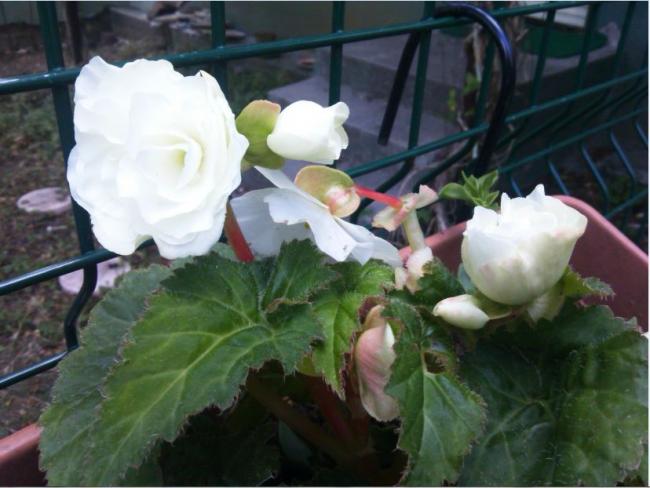 Name:  ge3.jpg
Views: 265
Size:  43.5 KB