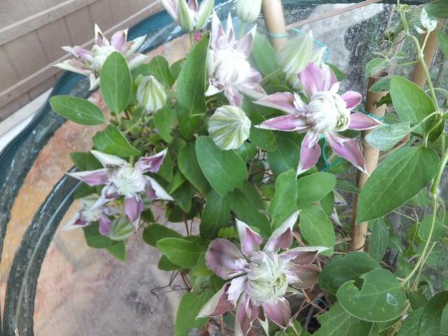 Name:  DSCF7097.jpg
Views: 331
Size:  53.2 KB