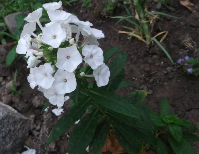 Name:  DSCF9558.jpg
Views: 893
Size:  41.5 KB