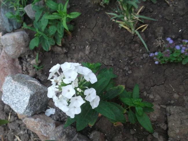 Name:  DSCF9557.jpg
Views: 889
Size:  48.5 KB