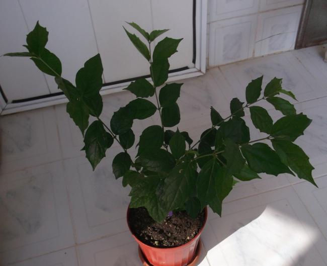 Name:  DSCF9584.jpg
Views: 870
Size:  33.0 KB