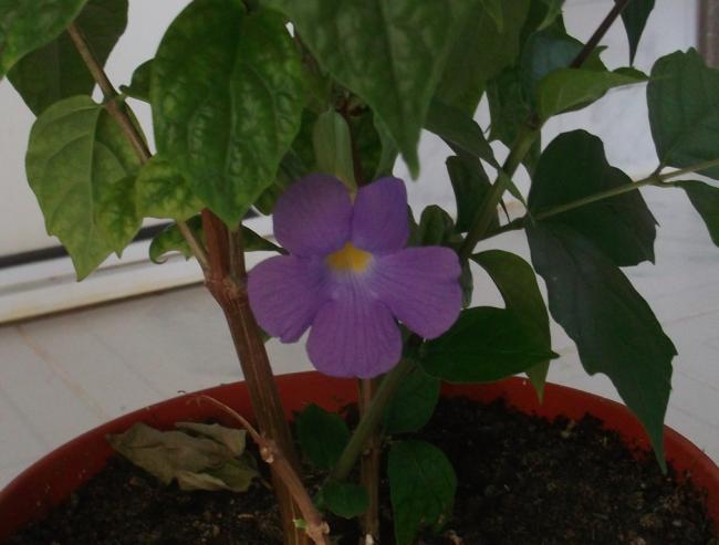 Name:  DSCF9586.jpg
Views: 878
Size:  34.0 KB