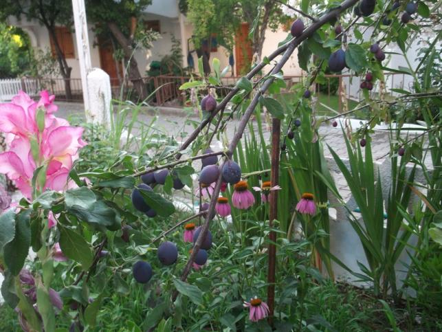 Name:  DSCF9565.jpg
Views: 960
Size:  70.8 KB