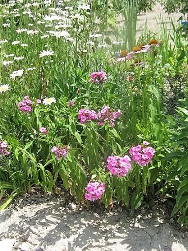 Name:  phlox.jpg
Views: 579
Size:  70.5 KB