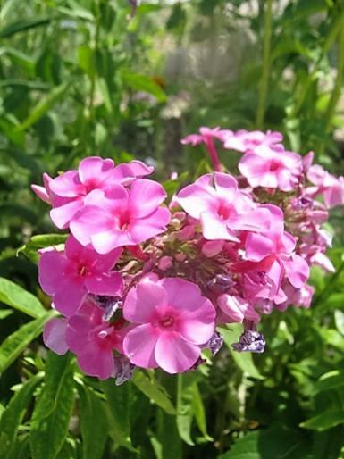 Name:  phlox1.jpg
Views: 565
Size:  37.0 KB
