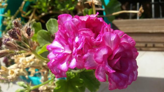 Name:  20160617_075121.jpg
Views: 335
Size:  36.8 KB