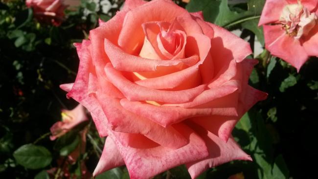 Name:  20160617_075804.jpg
Views: 356
Size:  33.0 KB