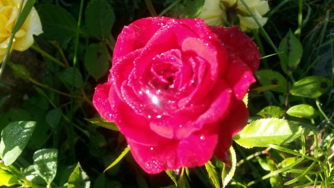 Name:  20160617_075247.jpg
Views: 330
Size:  39.6 KB