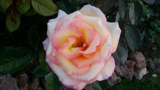 Name:  20160531_195348.jpg
Views: 589
Size:  29.5 KB