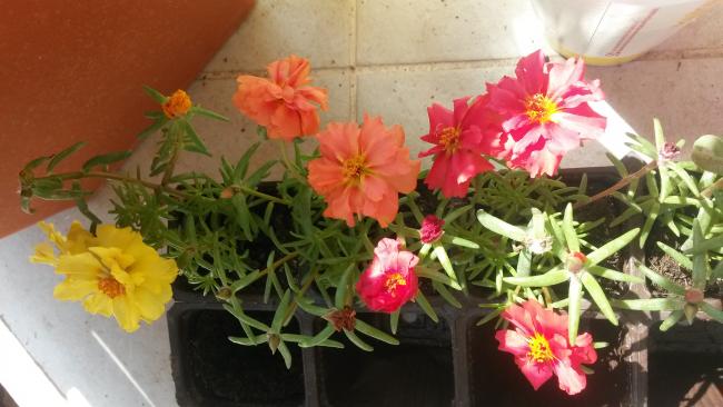 Name:  20160601_101638.jpg
Views: 572
Size:  40.7 KB