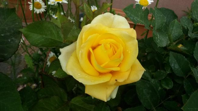 Name:  20160602_094348.jpg
Views: 567
Size:  29.8 KB